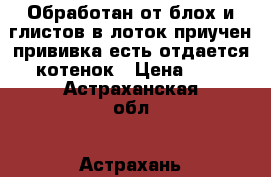 Обработан от блох и глистов в лоток приучен,прививка есть отдается котенок › Цена ­ 1 - Астраханская обл., Астрахань г. Животные и растения » Кошки   . Астраханская обл.,Астрахань г.